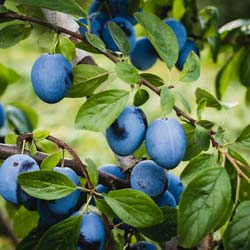 Plum Tree, Dwarf self-fertile